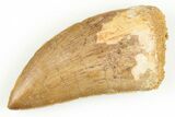 Serrated, Carcharodontosaurus Tooth - Kem Kem Beds #192845-1